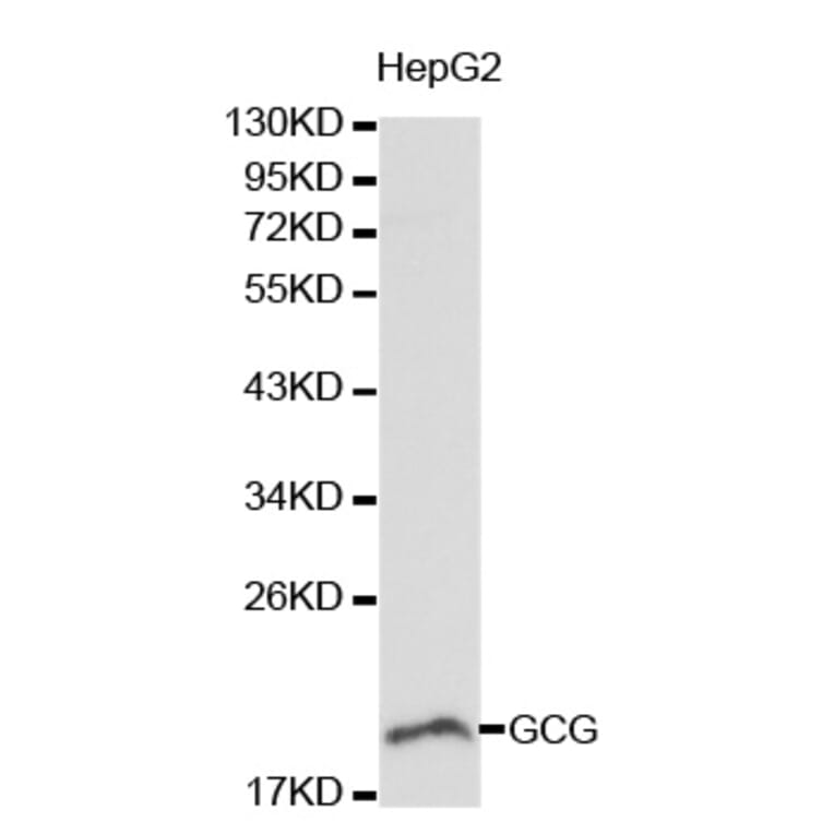 Western blot - GCG antibody from Signalway Antibody (38190) - Antibodies.com