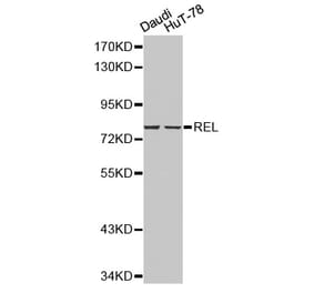 Western blot - REL antibody from Signalway Antibody (38210) - Antibodies.com