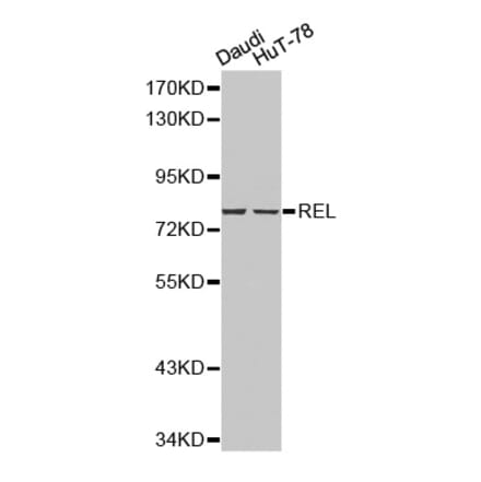Western blot - REL antibody from Signalway Antibody (38210) - Antibodies.com