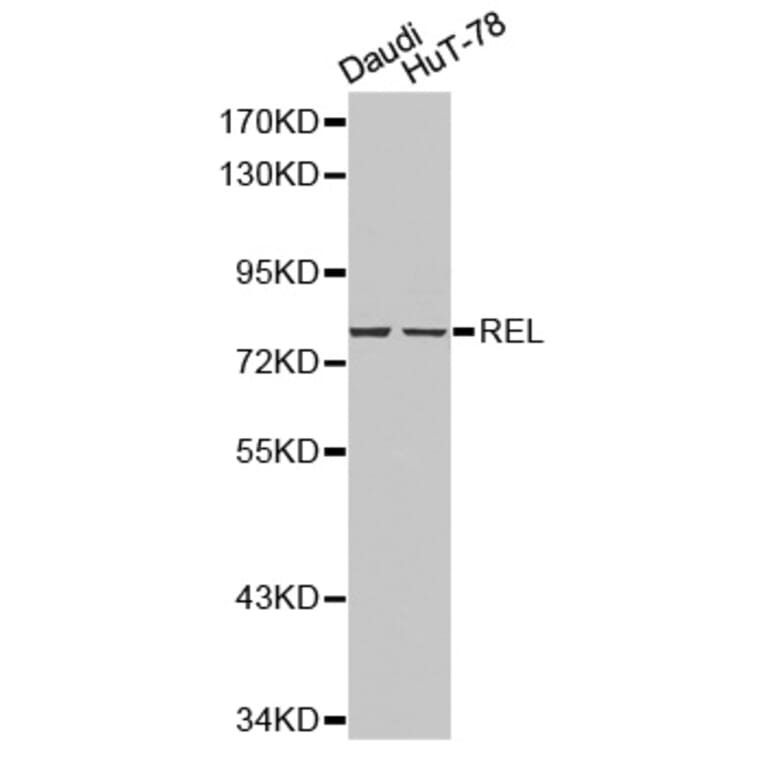 Western blot - REL antibody from Signalway Antibody (38210) - Antibodies.com