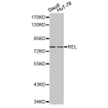 Western blot - REL antibody from Signalway Antibody (38210) - Antibodies.com