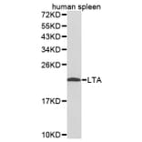 Western blot - LTA antibody from Signalway Antibody (38252) - Antibodies.com