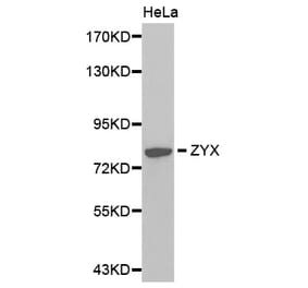 Western blot - ZYX antibody from Signalway Antibody (38377) - Antibodies.com