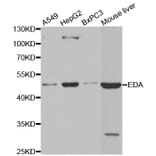 Western blot - EDA antibody from Signalway Antibody (38491) - Antibodies.com