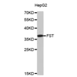 Western blot - FST antibody from Signalway Antibody (38500) - Antibodies.com