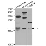 Western blot - PTN antibody from Signalway Antibody (38594) - Antibodies.com