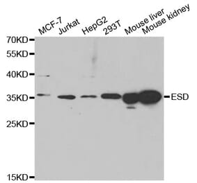 Western blot - ESD antibody from Signalway Antibody (38761) - Antibodies.com
