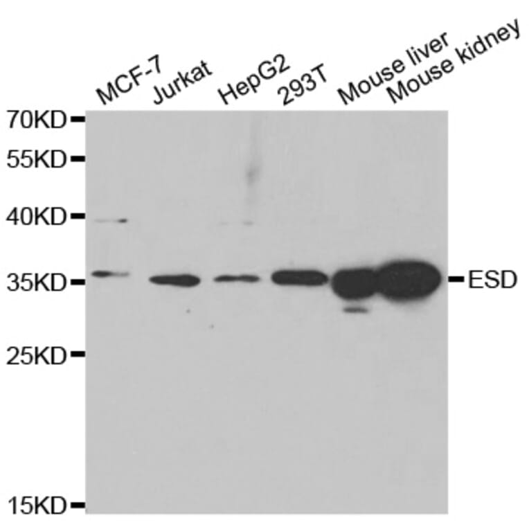 Western blot - ESD antibody from Signalway Antibody (38761) - Antibodies.com