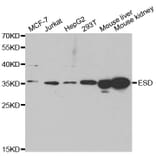 Western blot - ESD antibody from Signalway Antibody (38761) - Antibodies.com