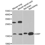 Western blot - GRP antibody from Signalway Antibody (38863) - Antibodies.com