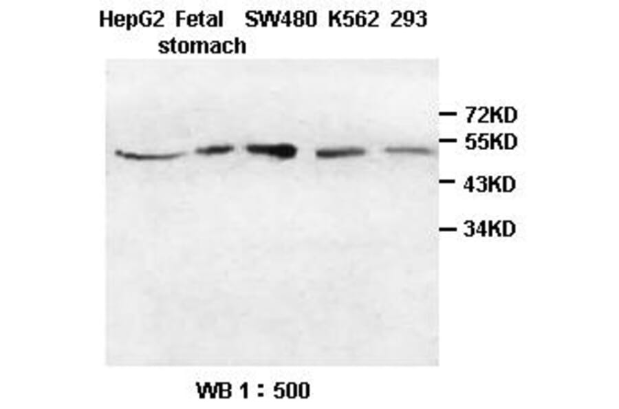 HIP Antibody from Signalway Antibody (39392) - Antibodies.com