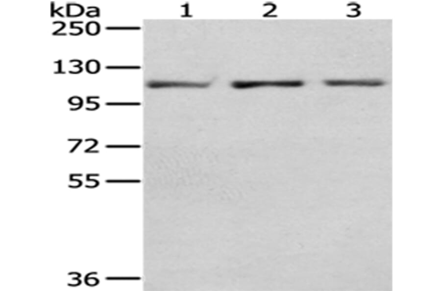 OGT Antibody from Signalway Antibody (43015) - Antibodies.com