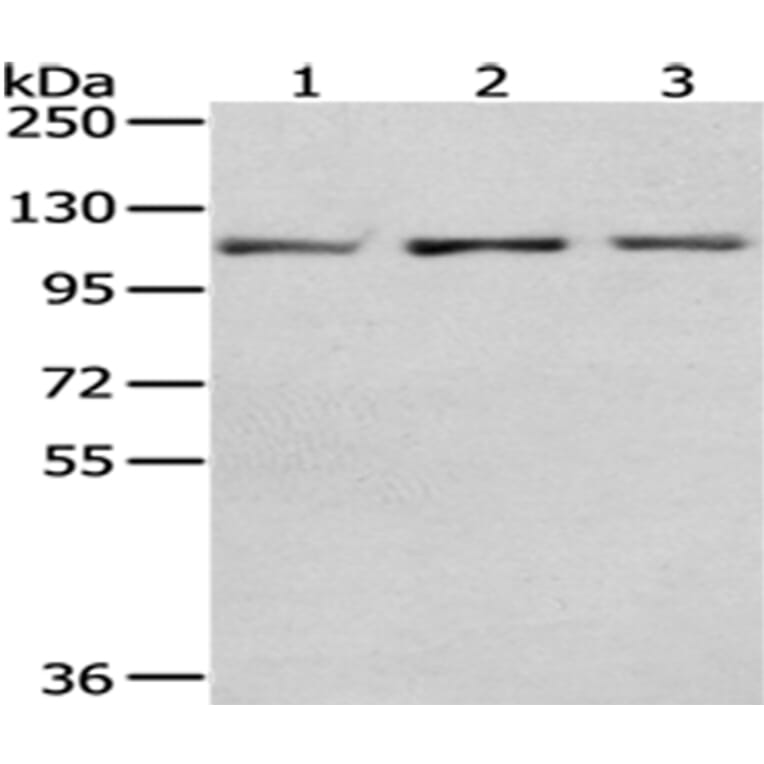 OGT Antibody from Signalway Antibody (43015) - Antibodies.com