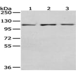 OGT Antibody from Signalway Antibody (43015) - Antibodies.com