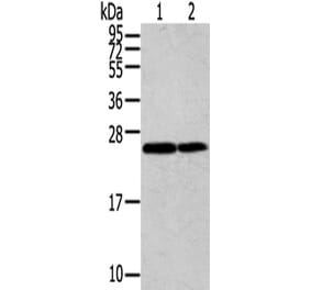 RAN Antibody from Signalway Antibody (43323) - Antibodies.com