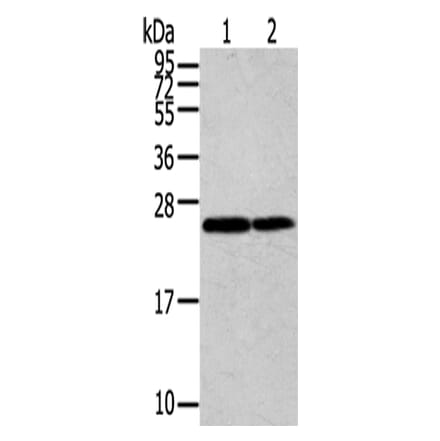 RAN Antibody from Signalway Antibody (43323) - Antibodies.com