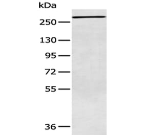 ATR Antibody from Signalway Antibody (43410) - Antibodies.com