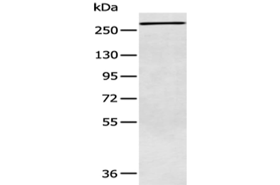 ATR Antibody from Signalway Antibody (43410) - Antibodies.com