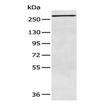 ATR Antibody from Signalway Antibody (43410) - Antibodies.com