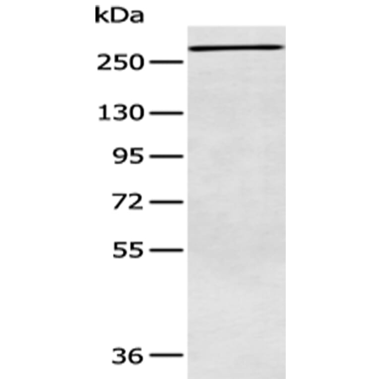 ATR Antibody from Signalway Antibody (43410) - Antibodies.com