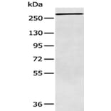 ATR Antibody from Signalway Antibody (43410) - Antibodies.com