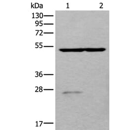 DDC Antibody from Signalway Antibody (43658) - Antibodies.com