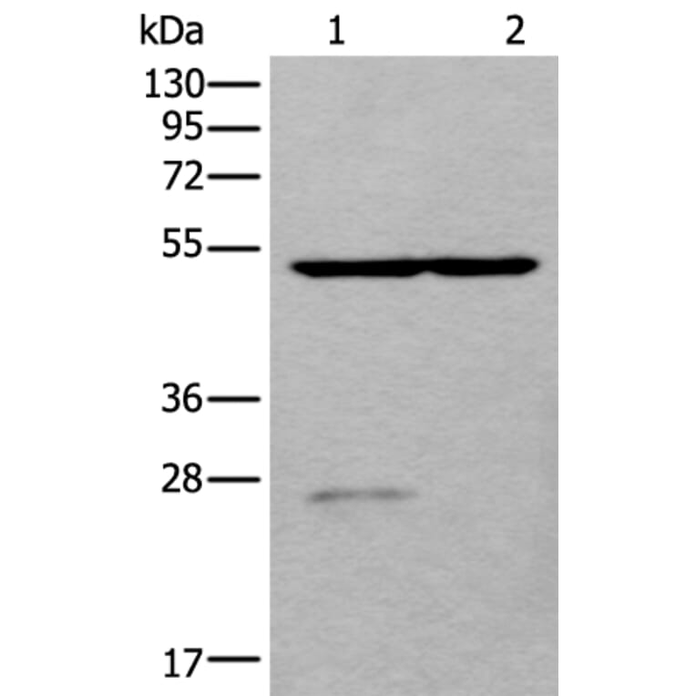 DDC Antibody from Signalway Antibody (43658) - Antibodies.com