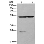 DDC Antibody from Signalway Antibody (43658) - Antibodies.com