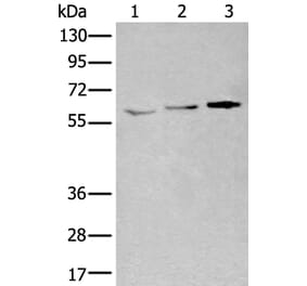 YY1 Antibody from Signalway Antibody (43973) - Antibodies.com