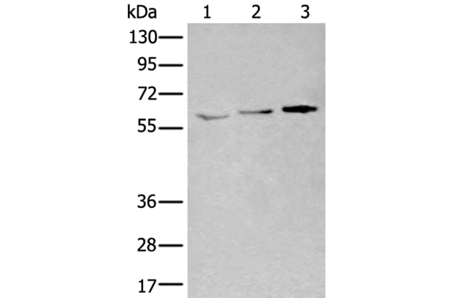 YY1 Antibody from Signalway Antibody (43973) - Antibodies.com