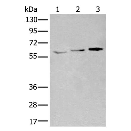 YY1 Antibody from Signalway Antibody (43973) - Antibodies.com