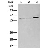 YY1 Antibody from Signalway Antibody (43973) - Antibodies.com