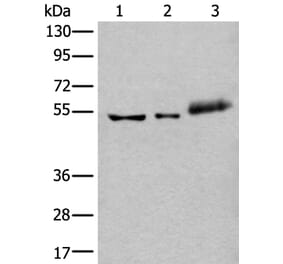 YY2 Antibody from Signalway Antibody (43974) - Antibodies.com