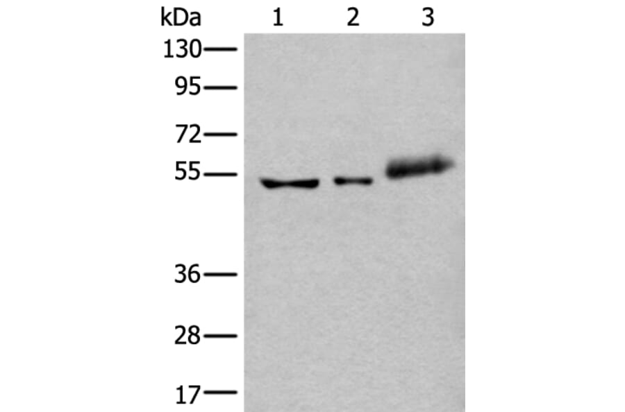 YY2 Antibody from Signalway Antibody (43974) - Antibodies.com