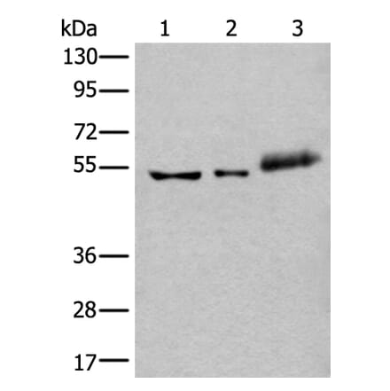 YY2 Antibody from Signalway Antibody (43974) - Antibodies.com