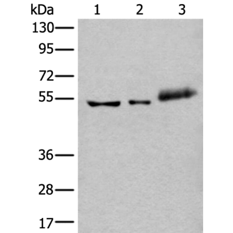 YY2 Antibody from Signalway Antibody (43974) - Antibodies.com