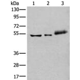 YY2 Antibody from Signalway Antibody (43974) - Antibodies.com