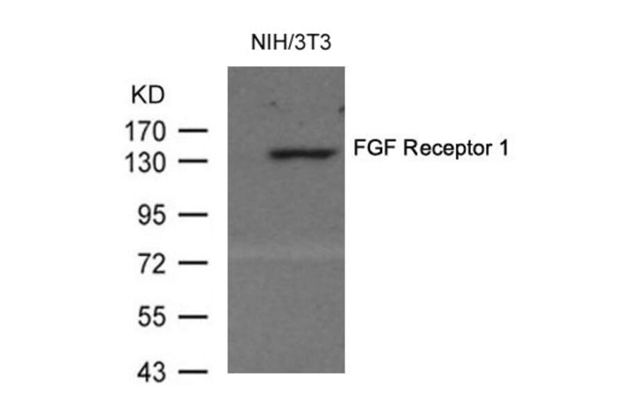 Western blot - FGF Receptor 1 (Ab-154) Antibody from Signalway Antibody (21231) - Antibodies.com