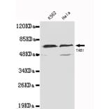 TAB1 (N-term) Monoclonal Antibody from Signalway Antibody (27075) - Antibodies.com