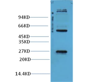 Western blot - EFHD1 Rabbit Polyclonal Antibody from Signalway Antibody (38001) - Antibodies.com