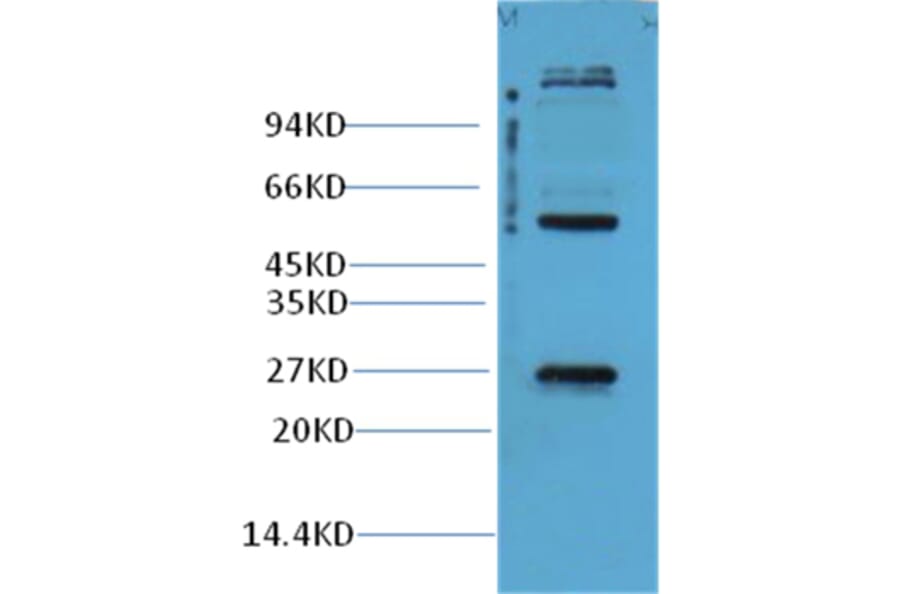 Western blot - EFHD1 Rabbit Polyclonal Antibody from Signalway Antibody (38001) - Antibodies.com
