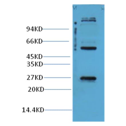 Western blot - EFHD1 Rabbit Polyclonal Antibody from Signalway Antibody (38001) - Antibodies.com