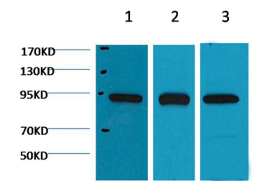 Western blot - HSP90β Mouse Monoclonal Antibody from Signalway Antibody (38066) - Antibodies.com