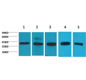 Western blot - eIF4A1 Mouse Monoclonal Antibody from Signalway Antibody (38072) - Antibodies.com