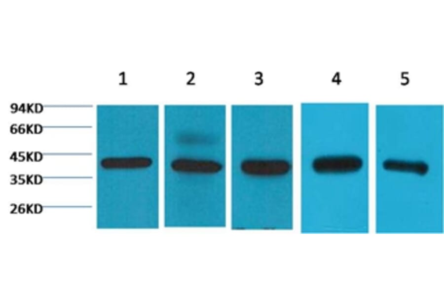 Western blot - eIF4A1 Mouse Monoclonal Antibody from Signalway Antibody (38072) - Antibodies.com