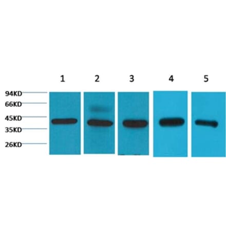 Western blot - eIF4A1 Mouse Monoclonal Antibody from Signalway Antibody (38072) - Antibodies.com