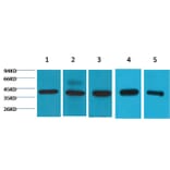 Western blot - eIF4A1 Mouse Monoclonal Antibody from Signalway Antibody (38072) - Antibodies.com