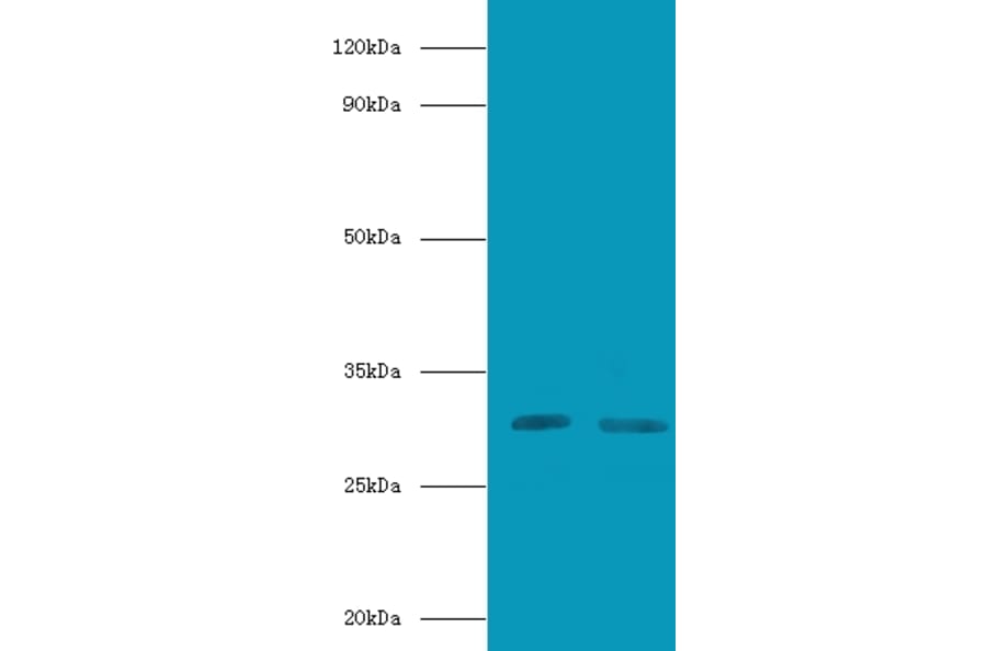 CD82 antigen Polyclonal Antibody from Signalway Antibody (42112) - Antibodies.com