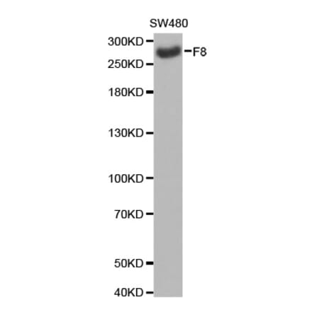 Western blot - F8 antibody from Signalway Antibody (38232) - Antibodies.com