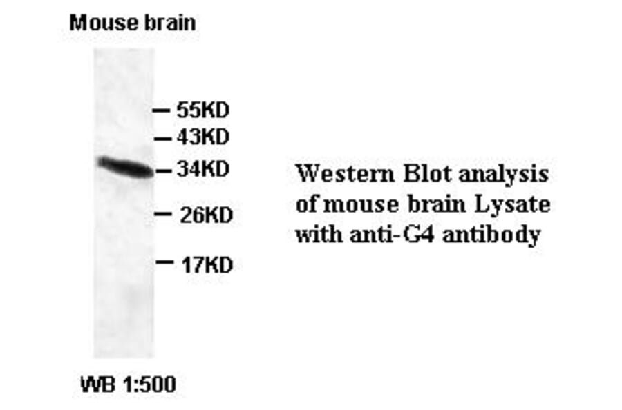 G4 Antibody from Signalway Antibody (39405) - Antibodies.com